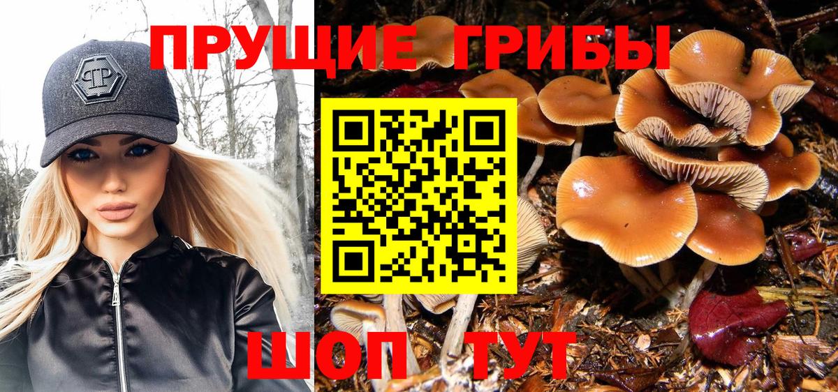 Пятигорск  Псилоцибиновые грибы мухоморы  Псилоцибиновые грибы Psilocybine cubensis  Вход с VPN 